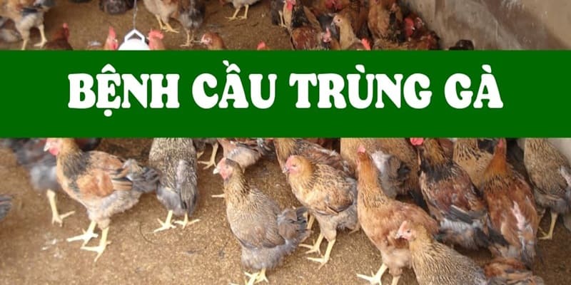 Tìm Hiểu Căn Bệnh Cầu Trùng Ở Gà Và Giải Pháp Điều Trị 2024