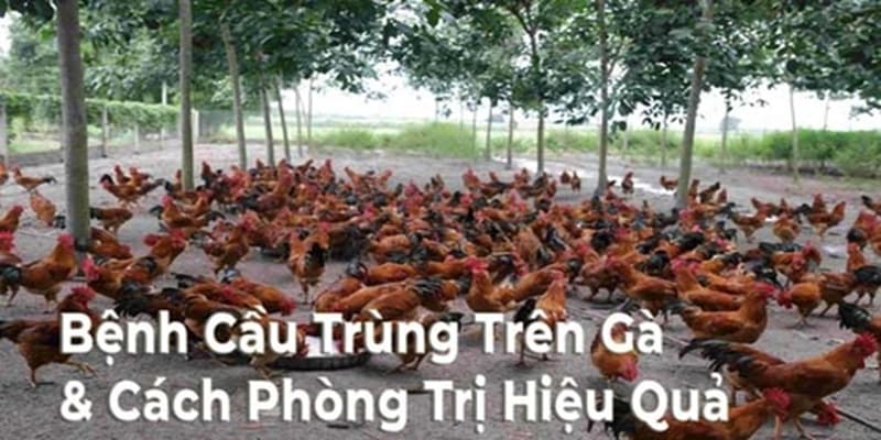 Phương pháp điều trị bệnh cầu trùng