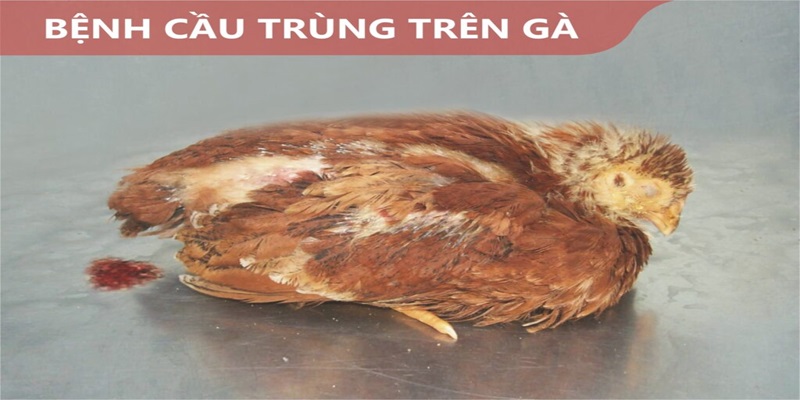 Giới thiệu căn bệnh cầu trùng trên gà