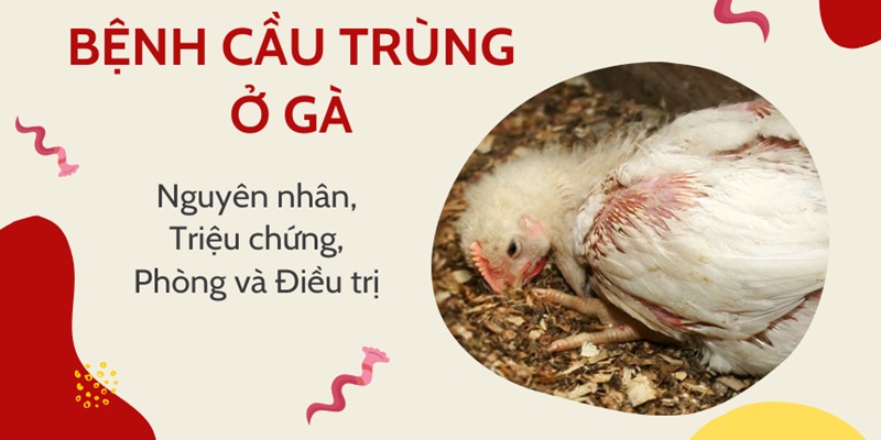 Triệu chứng bệnh cầu trùng ở gà