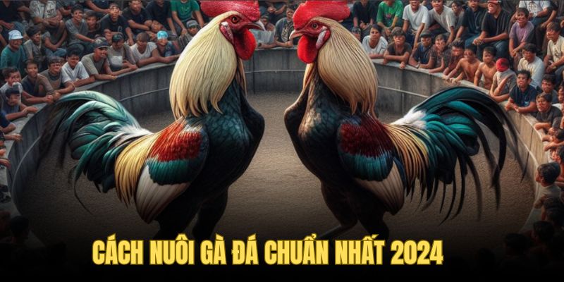 Cách Nuôi Gà Đá Chuẩn 2024 - Thông Tin Sư Kê Cần Biết