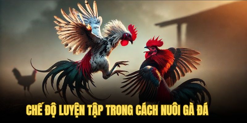 Cần cho chiến kê luyện tập thường xuyên để nâng cao sức khỏe