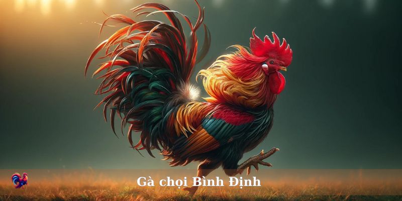 Gà Chọi Bình Định: Sức Hút Nổi Tiếng Của Vùng Đất Võ