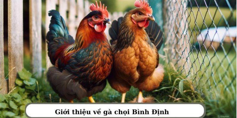 Tìm hiểu về gà đá Bình Định